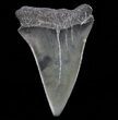 Fossil Mako Shark Tooth - Georgia #75193-1